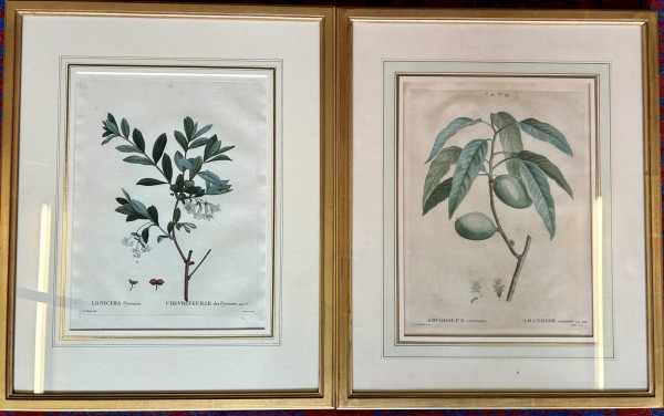 Redouté, Pierre-Joseph (1759-1840) zwei Farbkupferstiche: „Amandier“ (T4, Nr. 29) und „Chevrefeuille des Pyrénées“ (S. 53).