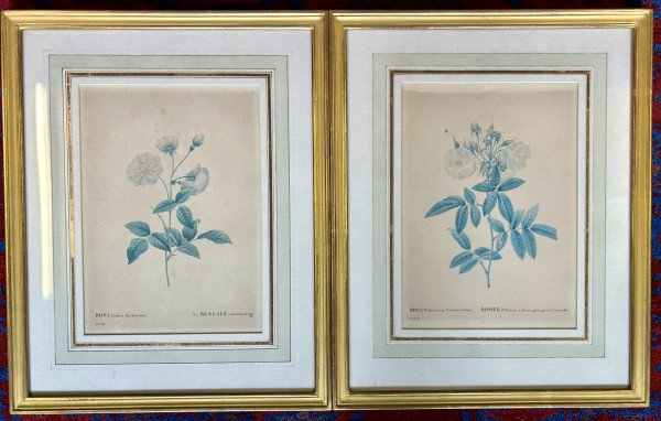 Redouté, Pierre-Joseph (1759-1840) zwei altkolorierte Farbkupferstiche: „Le Bengale animating“ und „Rosier d’illusion a fleurs“.