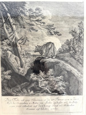 Ridinger, Johann Elias (1698-1767) Fuchs, 1744, Radierung.