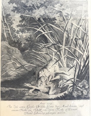 Ridinger, Johann Elias (1698-1767) Hund, 1745, Radierung.